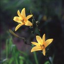 골잎 원추리-Citron daylily 이미지