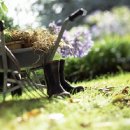 황금비늘 이미지