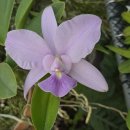 Cattleya walkeriana coerulea A15 × A15 Caliman 이미지