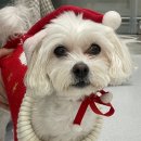 VIP동물의료센터 동대문점 이미지