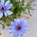 블루데이지