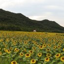 해바라기 - 연제구 과정로237번길 12 | 해바라기