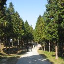 남해편백자연휴양림(남해) 이미지