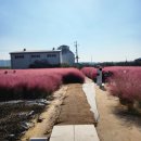 토성1농로 | [청주 카페 추천] 핑크뮬리, 오두막 등 포토존이 많은 대형카페 토성마을 카페 후기