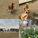 무프스 유치원 | 전주 애견 운동장이 있는 단골 애견 카페 무프스