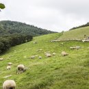 동백목장 이미지