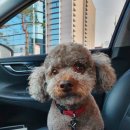 그루밍 나나 이미지