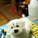 말티즈하우스 이미지