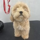 그루머솔 이미지