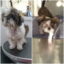 까끼애견미용 이미지