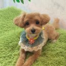 까리하개 이미지