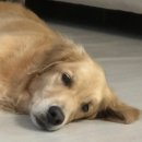 뉴월드동물병원 이미지