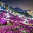 군포철쭉 이미지
