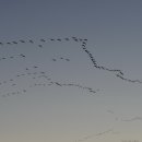 철새보는집 이미지