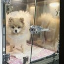 가온동물의료센터 | 강아지 슬개골 탈구 수술 잘하는 병원 &lt;가온동물의료센터&gt; 인천 서구 가정동 추천