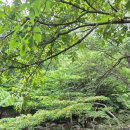 물과숲민박 이미지