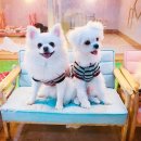 몽이네 맡겨보시개 이미지