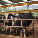 정우목장 이미지