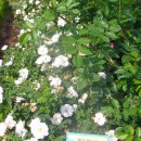 곡성-157 이미지