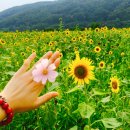 스시마이우 이미지