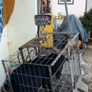 안성흑염소농장 이미지