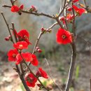 안산 식물원 이미지