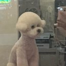 묭데이