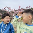 [4월1주] 놀이중심-봄 (벚꽃놀이, 수정공원산책, 비아트 화분꾸미기, 나비 색칠하기) 이미지