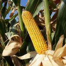 우수사료 이미지