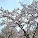 신흥동 벚꽃나들이 축제 및 작은음악회 | 양평 갈산공원 벚꽃축제 다녀왔어요, 카포레에서 시작된 봄 하루