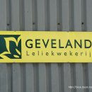 (동영상포함) 네덜란드 백합유리온실 토경재배(아시아틱) 농장내부및 수확모습 이미지