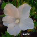 금자 이미지