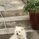 맵시세탁소 이미지