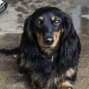 닥스훈트(DACHS HUND) 이미지