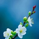 고요네 이미지