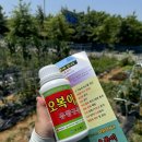 식물영양제 찾을때 추천 유황규산 오복이 플러스 엽면시비 하는법