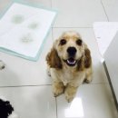 위즈펫 동물병원 이미지