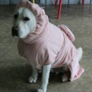 개두방정 이미지