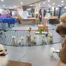 탁이네 반려견 카페 | [강아지용품] 최근에 구매한 내돈내산 푸들 반려견