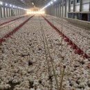 문기 농장 이미지