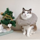 오늘도 예쁜 그루밍 | 고양이 넥카라 추천, 상처 그루밍 방지에 좋은 오도넛