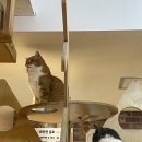 집사의하루 강남점 | 강남 고양이카페 집사의하루 강남점 내돈내산 후기