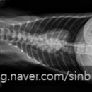 개명동물병원 이미지