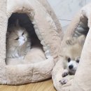 합천군보건소 | [일기] 12/02- 12/08(합천보건소 실습)