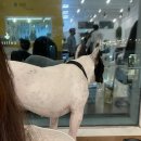 귀여워 강아지 이미지