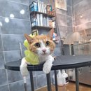 멍이의 품격 이미지