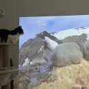 캣프로 | 프로 야근러 집사의 고양이 캣타워 내돈내산 후기