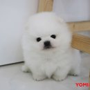 분당 요미독앤캣 강아지분양 고양이분양 이미지