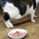 기미상궁 이미지