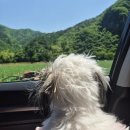 평창여행 산멍스테이 평창애견동반펜션